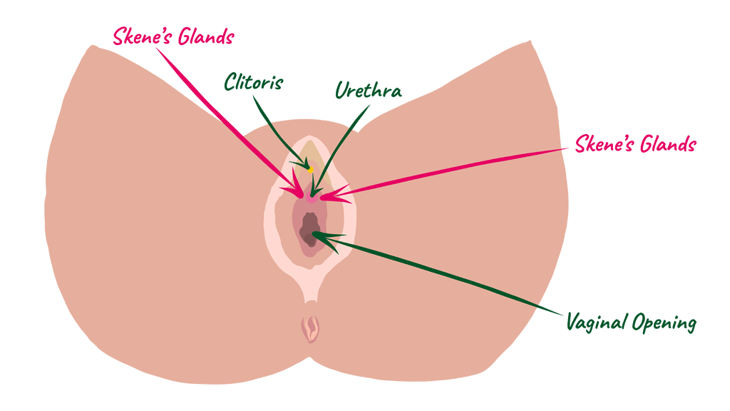 Where Is the U Spot Discover and Stimulate This Erogenous Zone